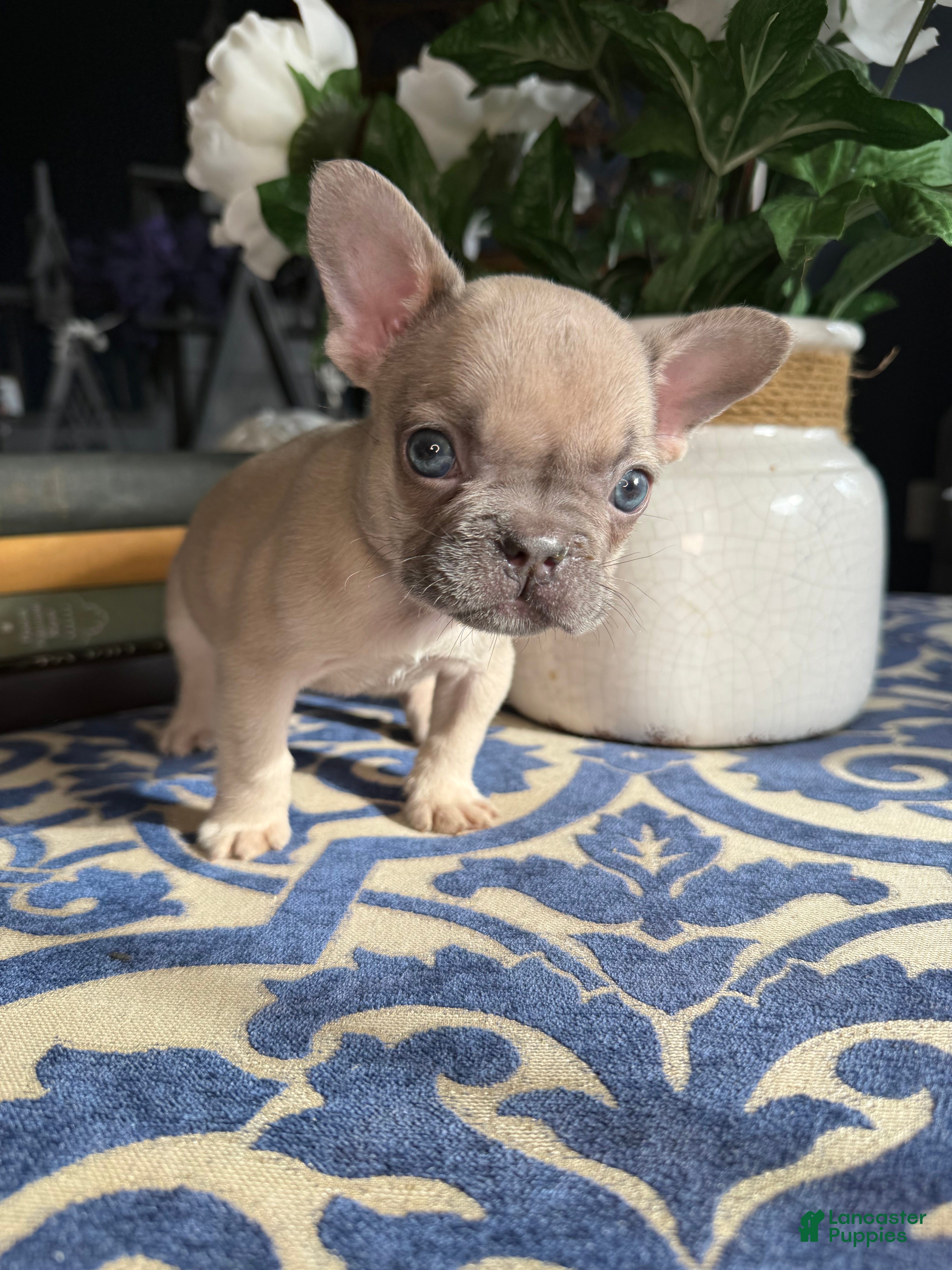 French Bulldog dogs French Bulldog Puppy 1 - Ad 2