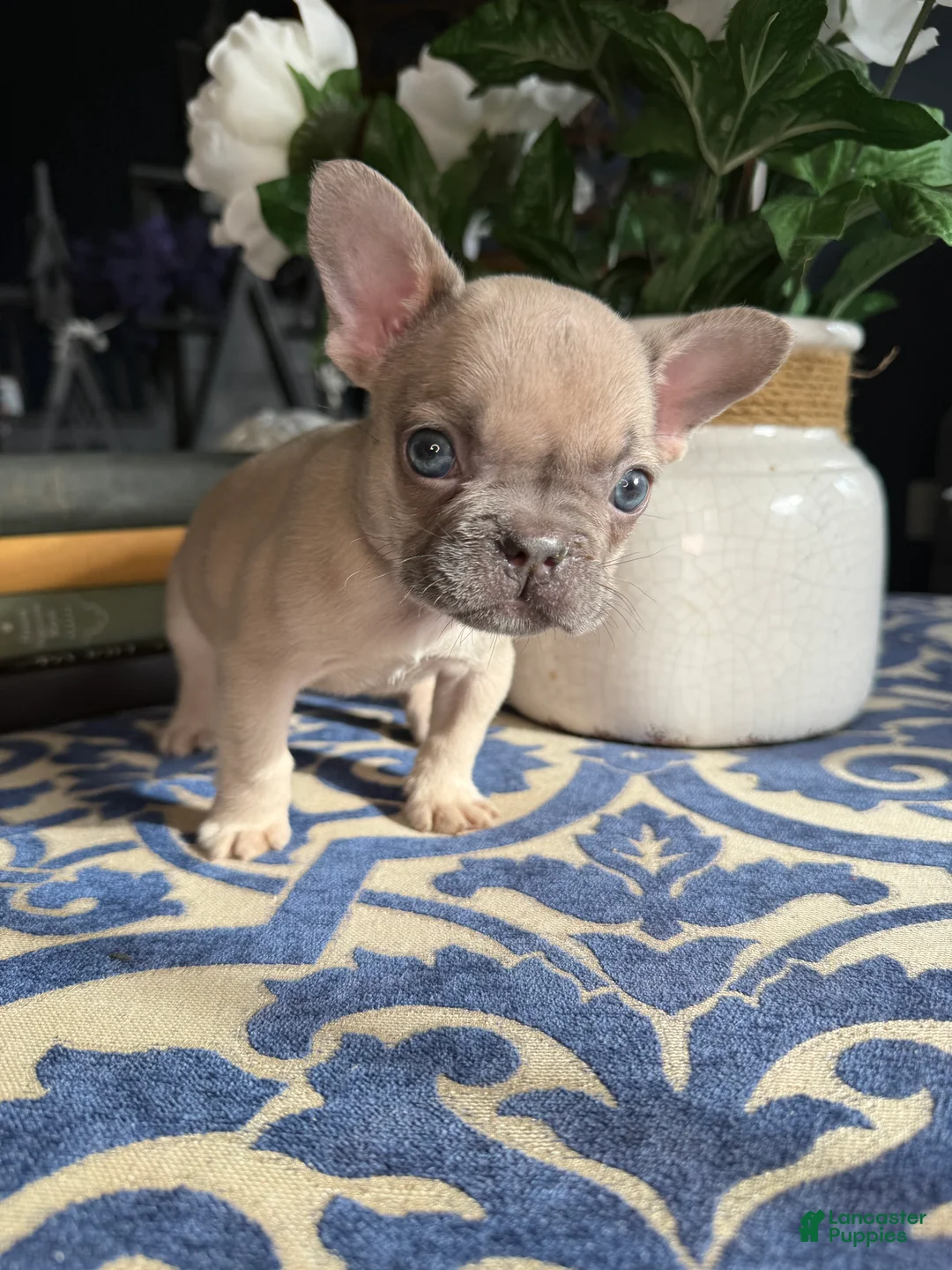 French Bulldog dogs for sale: French Bulldog Puppy 1 - Ad 2