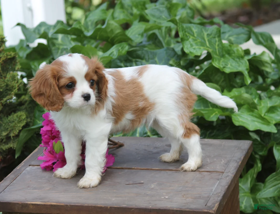 Cavalier King Charles Spaniel dogs for sale: Luke - Ad 2