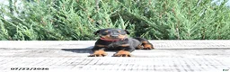 Doberman Pinscher dogs for sale: Bruno - Ad 3
