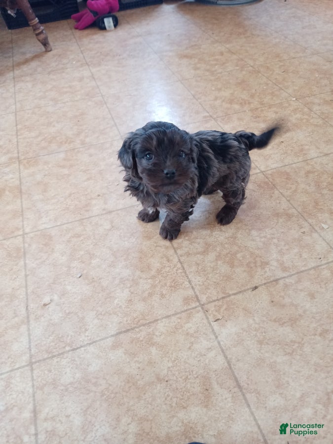 Cockapoo dogs Ana - Ad 28