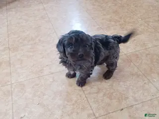 Cockapoo dogs Ana - Ad 28