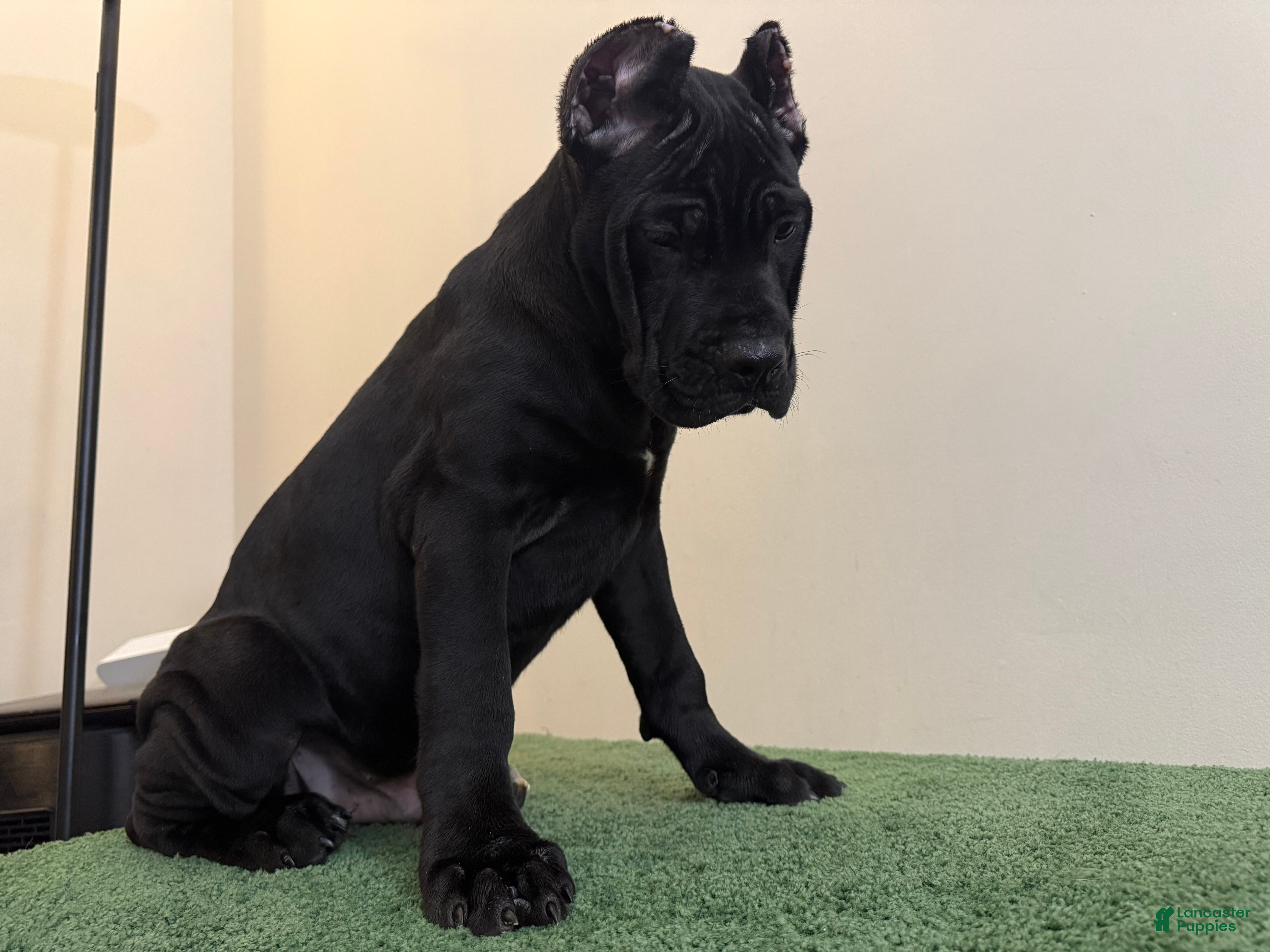 Cropped Ears Cane Corso Bodyguard Cane Corso Puppies For Sale