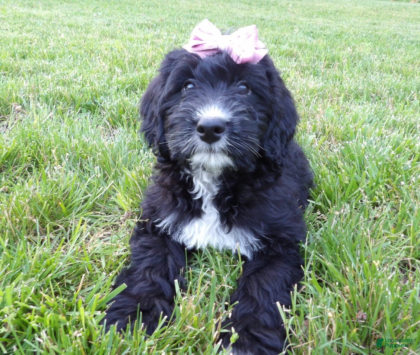 Bernedoodle dogs Kelly - Ad 2