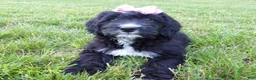 Bernedoodle dogs for sale: Kelly - Ad 2