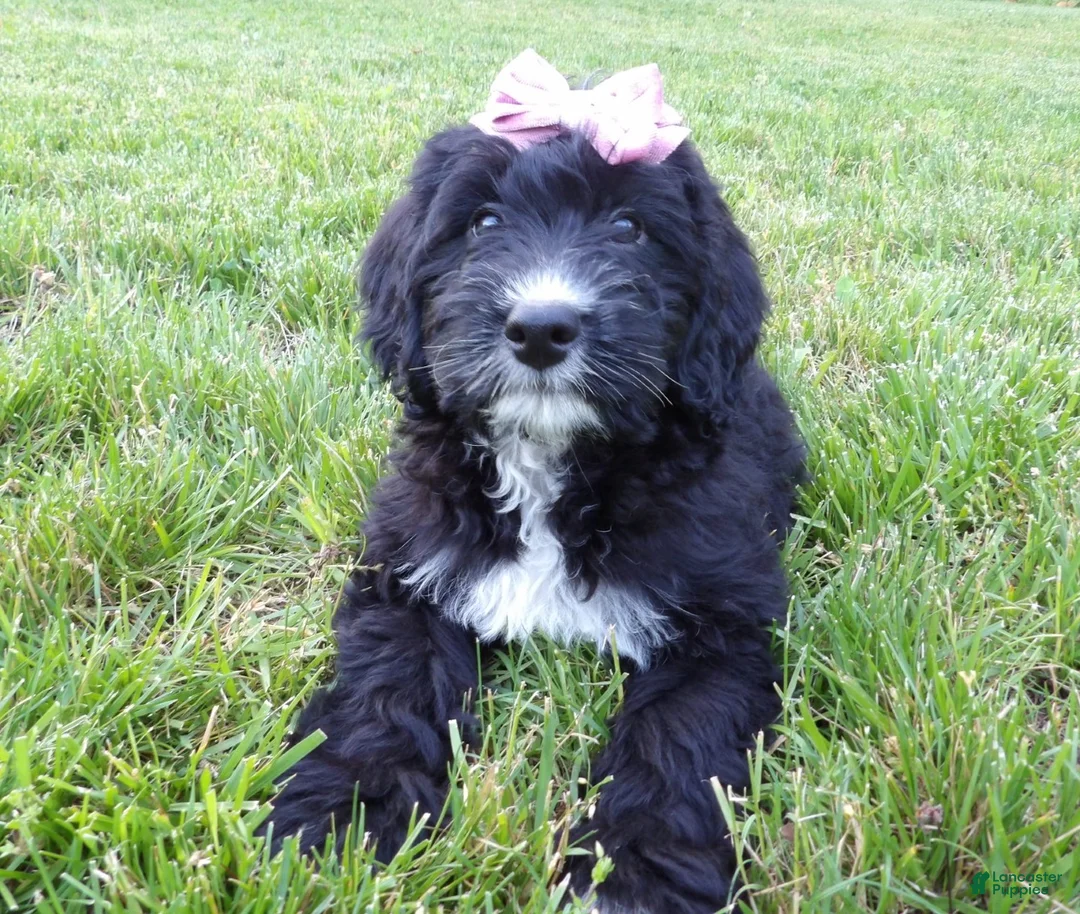 Bernedoodle dogs for sale: Kelly - Ad 2