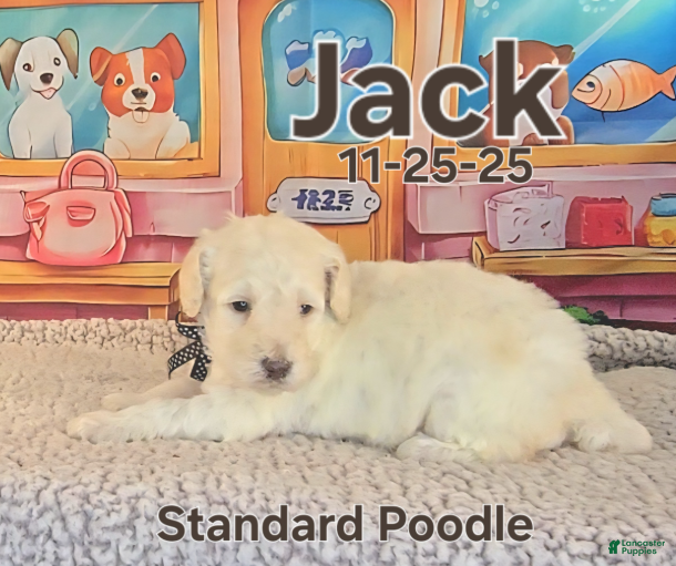 Standard Poodle dogs Jack - Ad 2