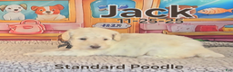 Standard Poodle dogs for sale: Jack - Ad 2