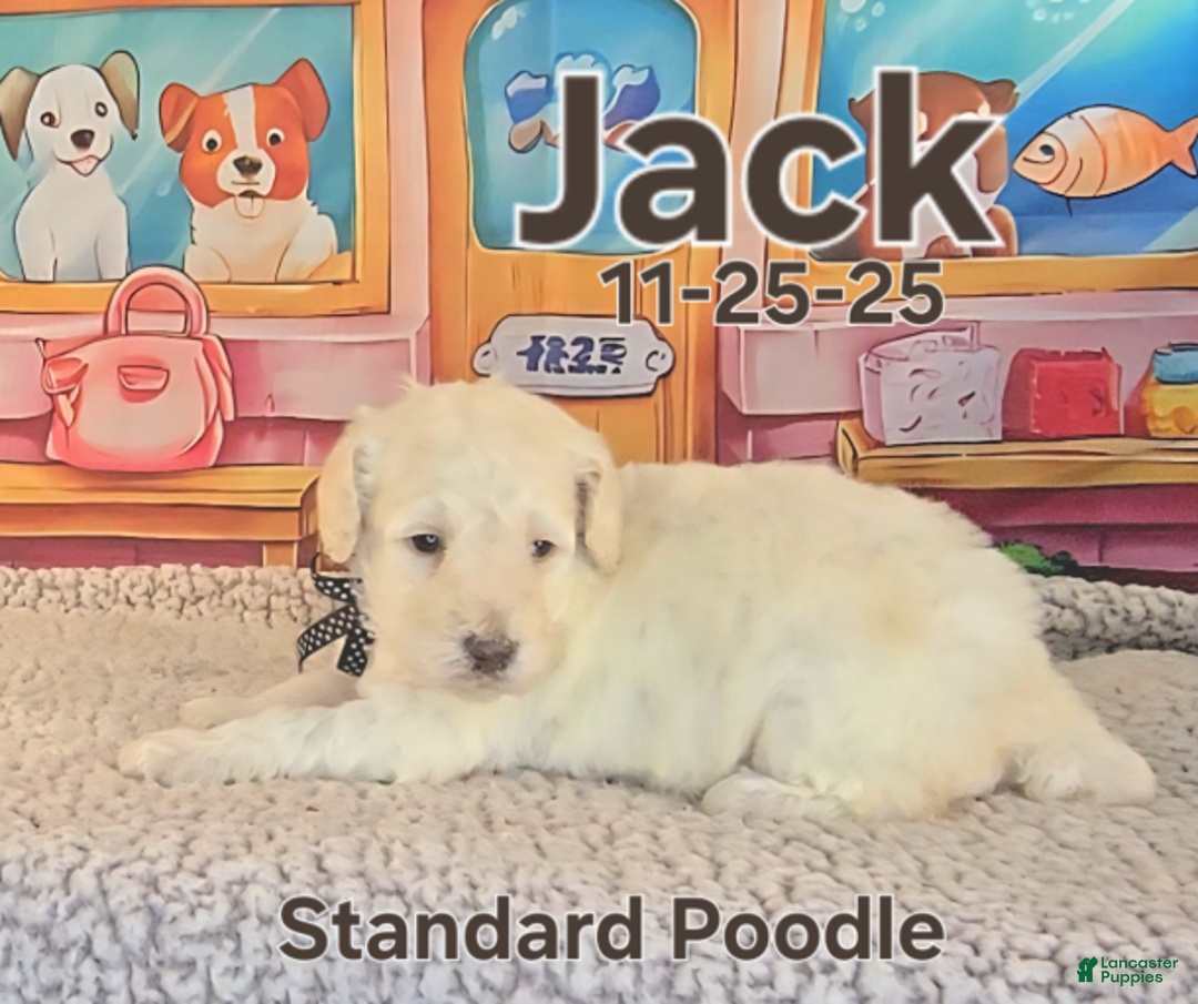 Standard Poodle dogs for sale: Jack - Ad 2