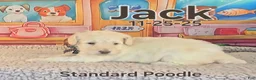 Standard Poodle dogs for sale: Jack - Ad 2