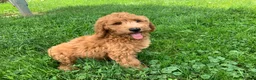 Miniature Poodle dogs for sale: Devon - Ad 2