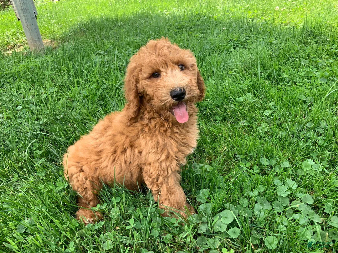 Miniature Poodle dogs for sale: Devon - Ad 2
