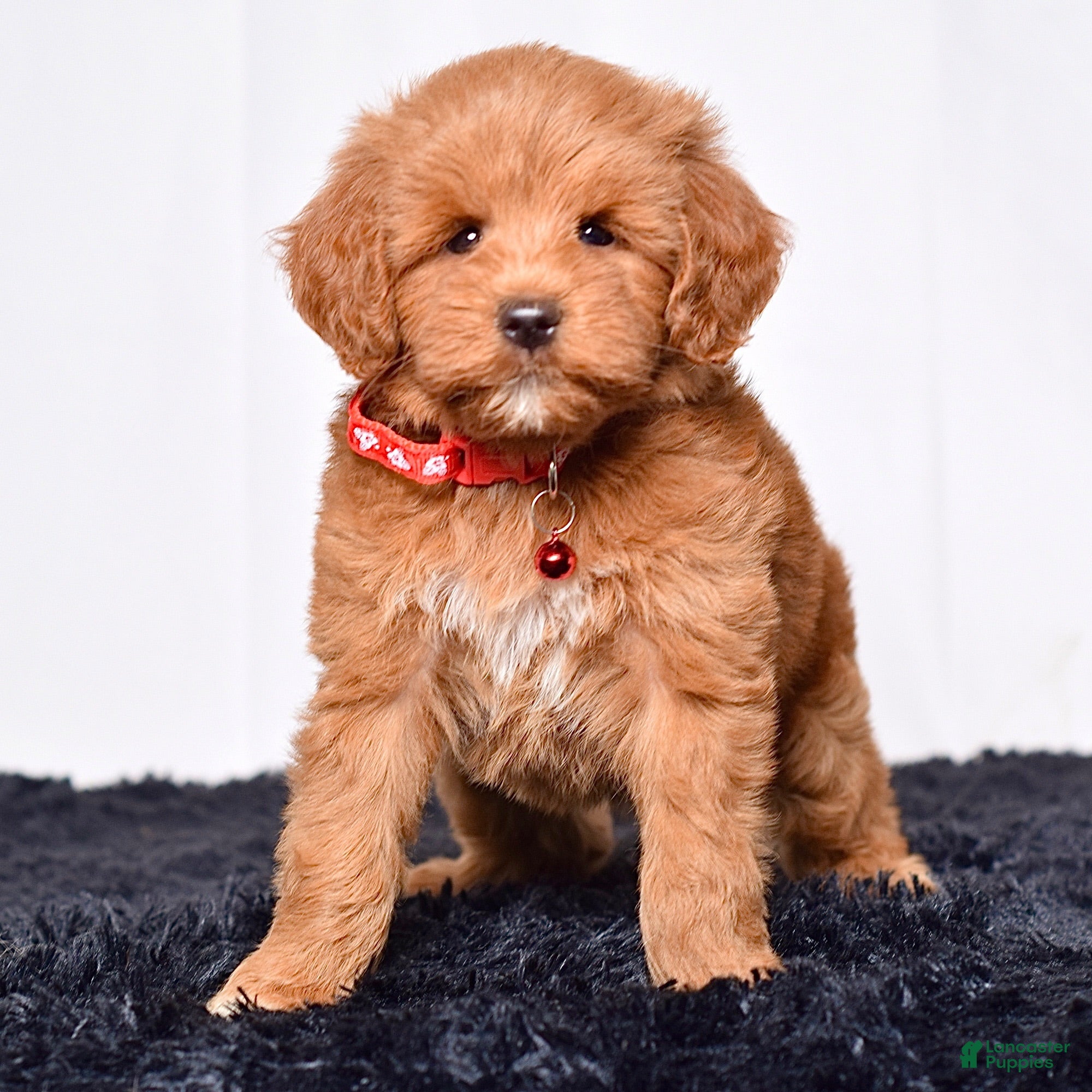 Mini Goldendoodle dogs Ms. Mackenzie  - Ad 1