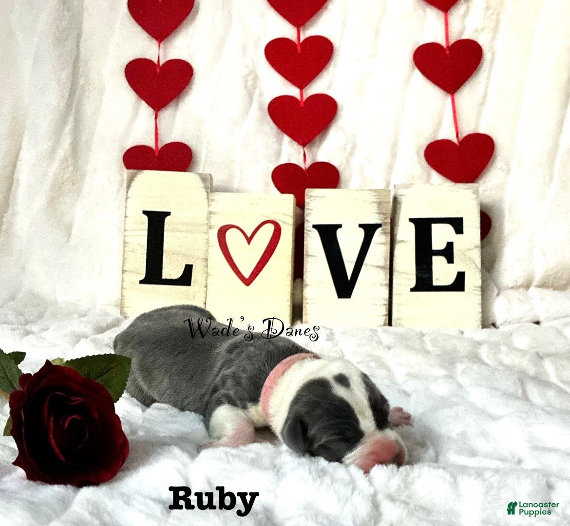 Great Dane dogs Great Dane Puppy 4 - Ad 33