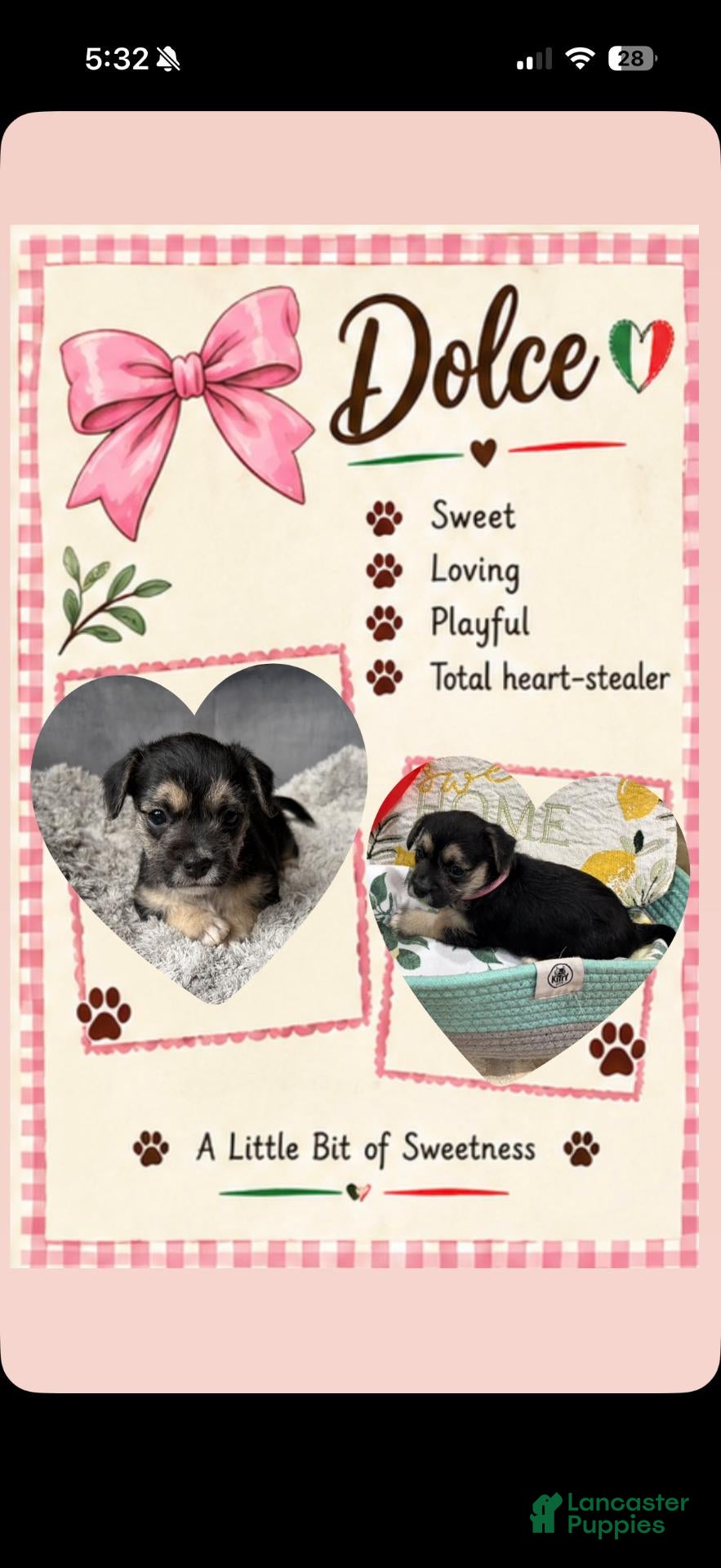 Mixed Breed dogs for sale: Dolce - Ad 32