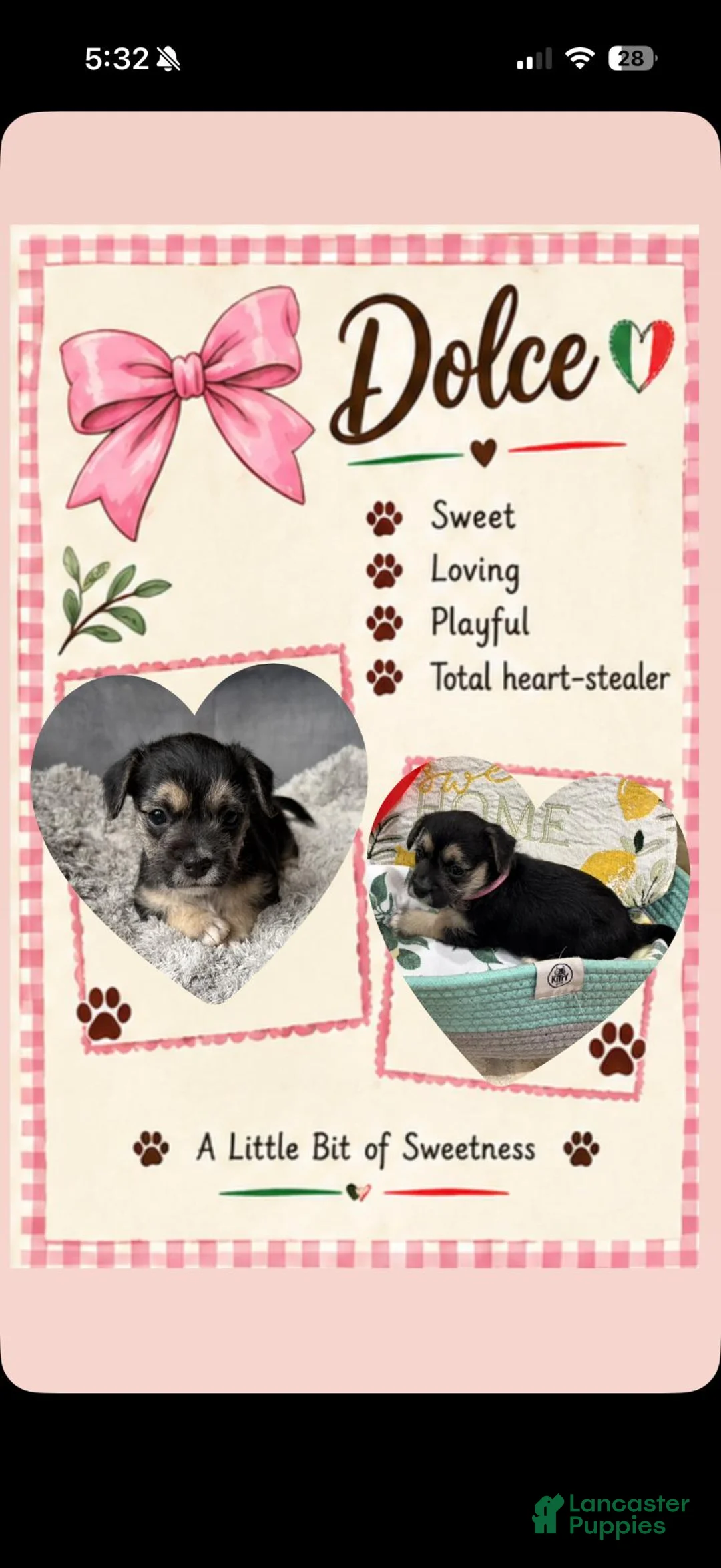 Mixed Breed dogs for sale: Dolce - Ad 1