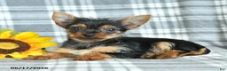 Yorkshire Terrier dogs for sale: Fern - Ad 5
