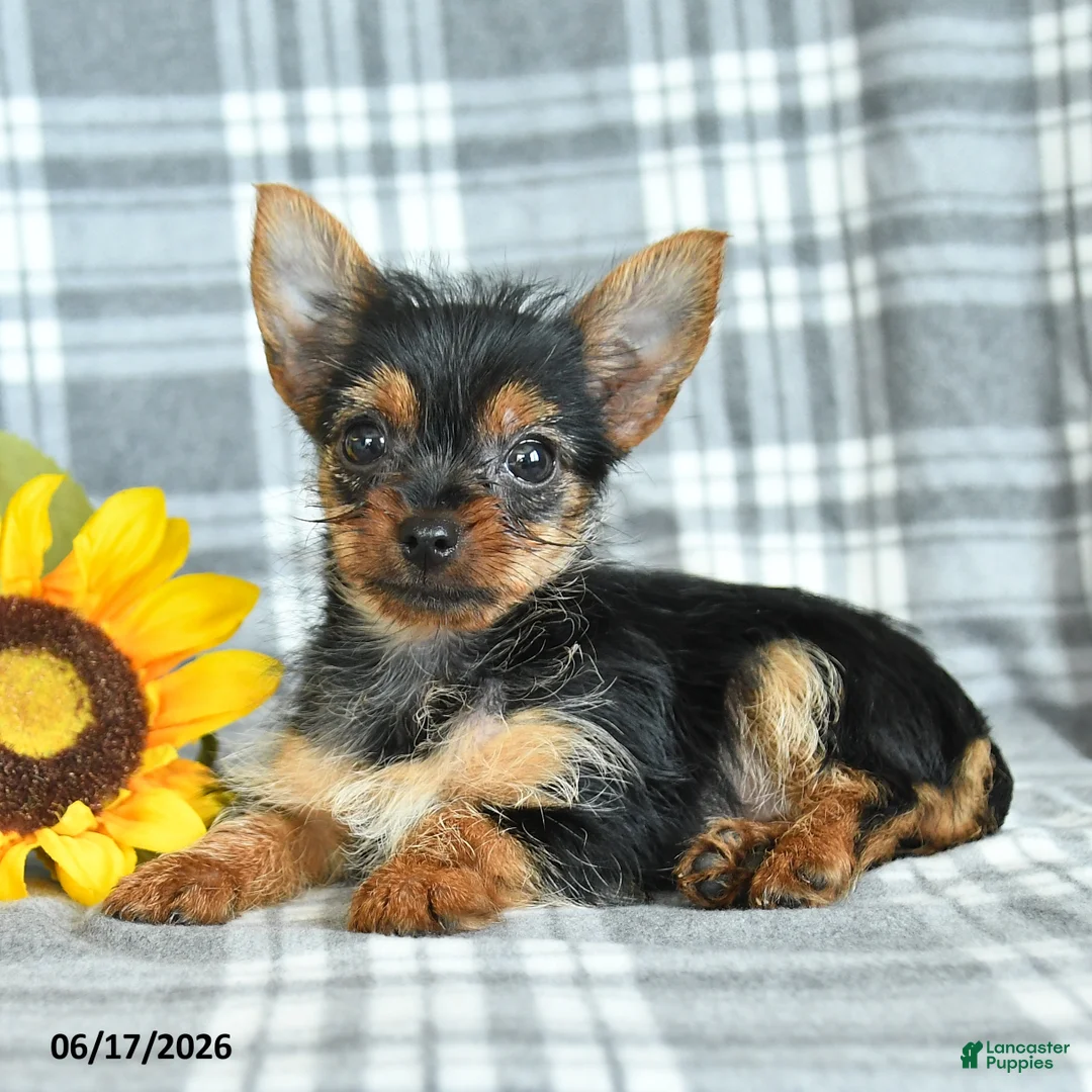 Yorkshire Terrier dogs for sale: Fern - Ad 5