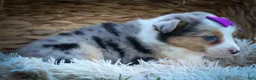 Mixed Breed dogs for sale: Gloria🩷  - Ad 17