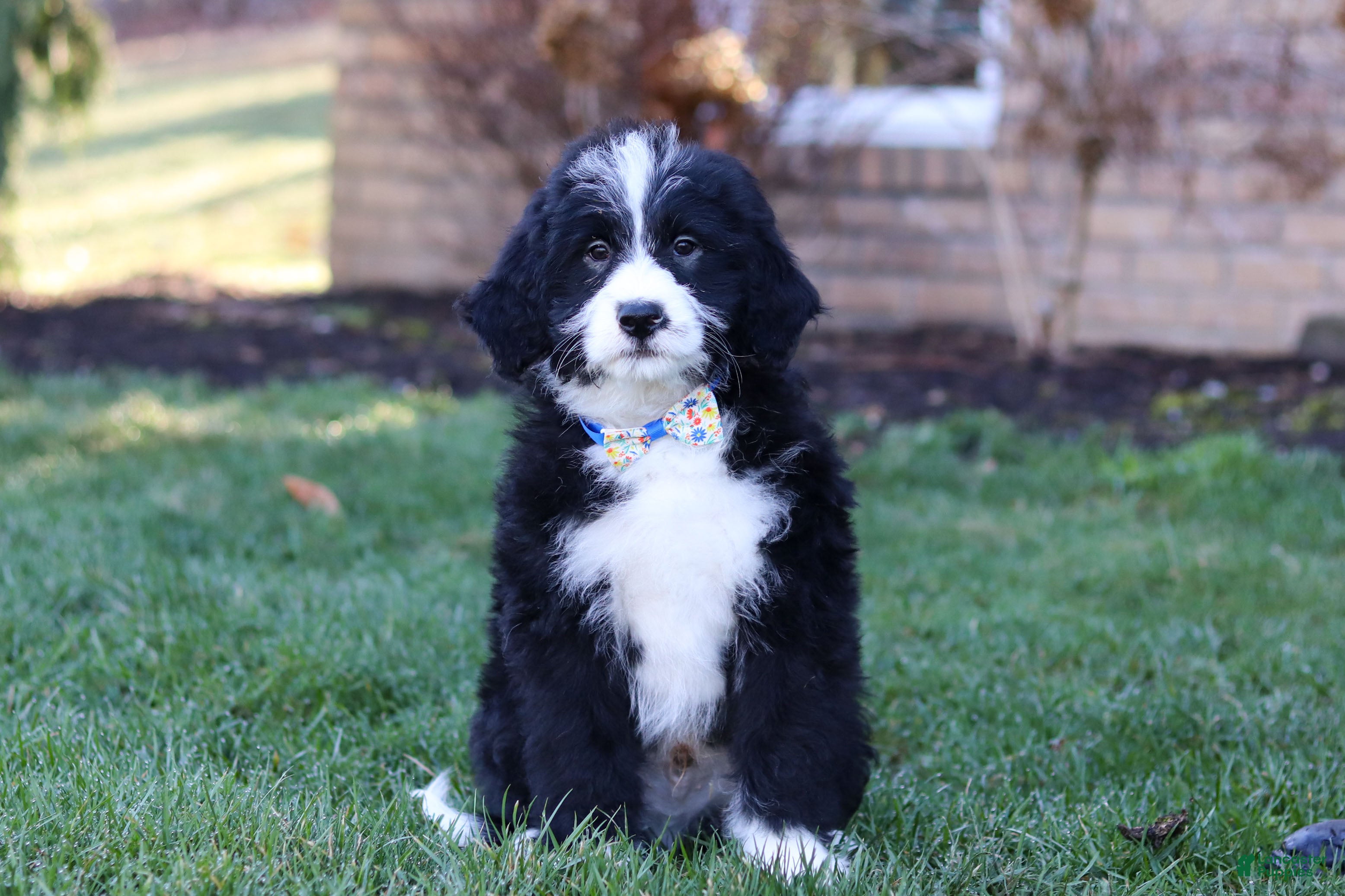 Bernedoodle dogs for sale: Jaxon - Ad 2