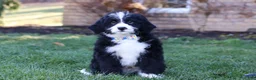 Bernedoodle dogs for sale: Jaxon - Ad 1