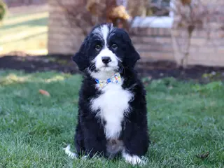 Bernedoodle dogs for sale: Jaxon - Ad 2