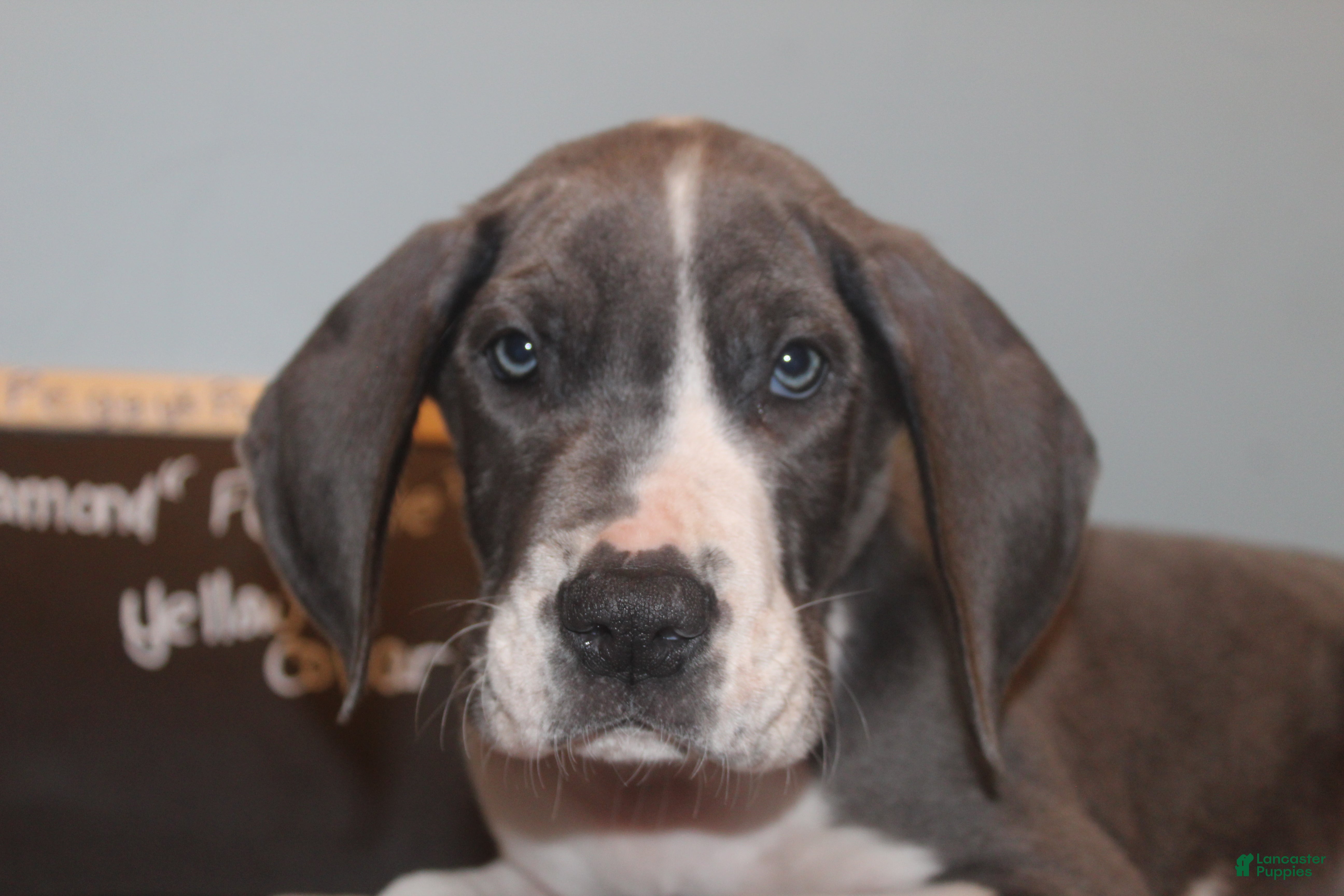 Great Dane dogs Diamond - Ad 22
