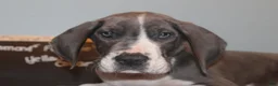 Great Dane dogs for sale: Diamond - Ad 1