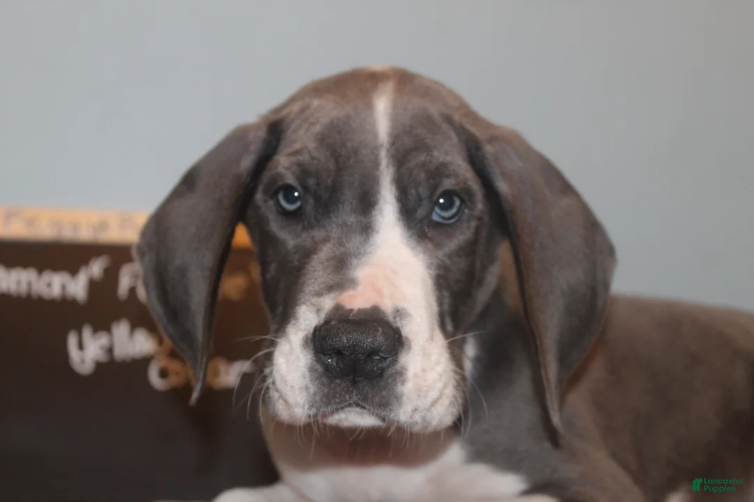 Great Dane dogs for sale: Diamond - Ad 1