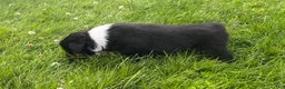 Miniature Australian Shepherd dogs for sale: #11 Black Tri Male - Ad 2