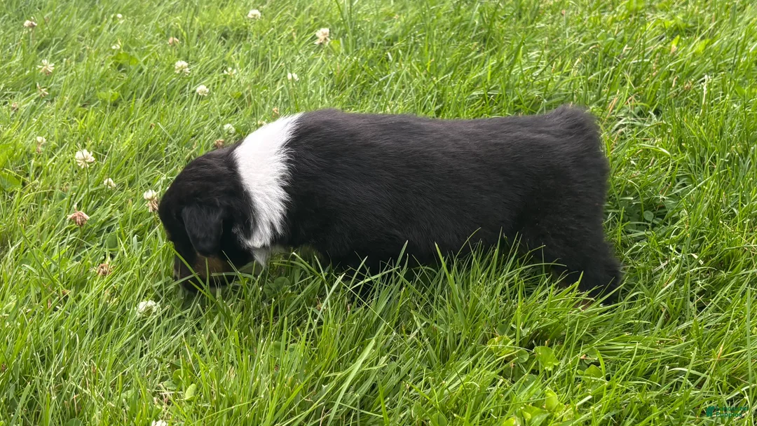 Miniature Australian Shepherd dogs for sale: #11 Black Tri Male - Ad 2