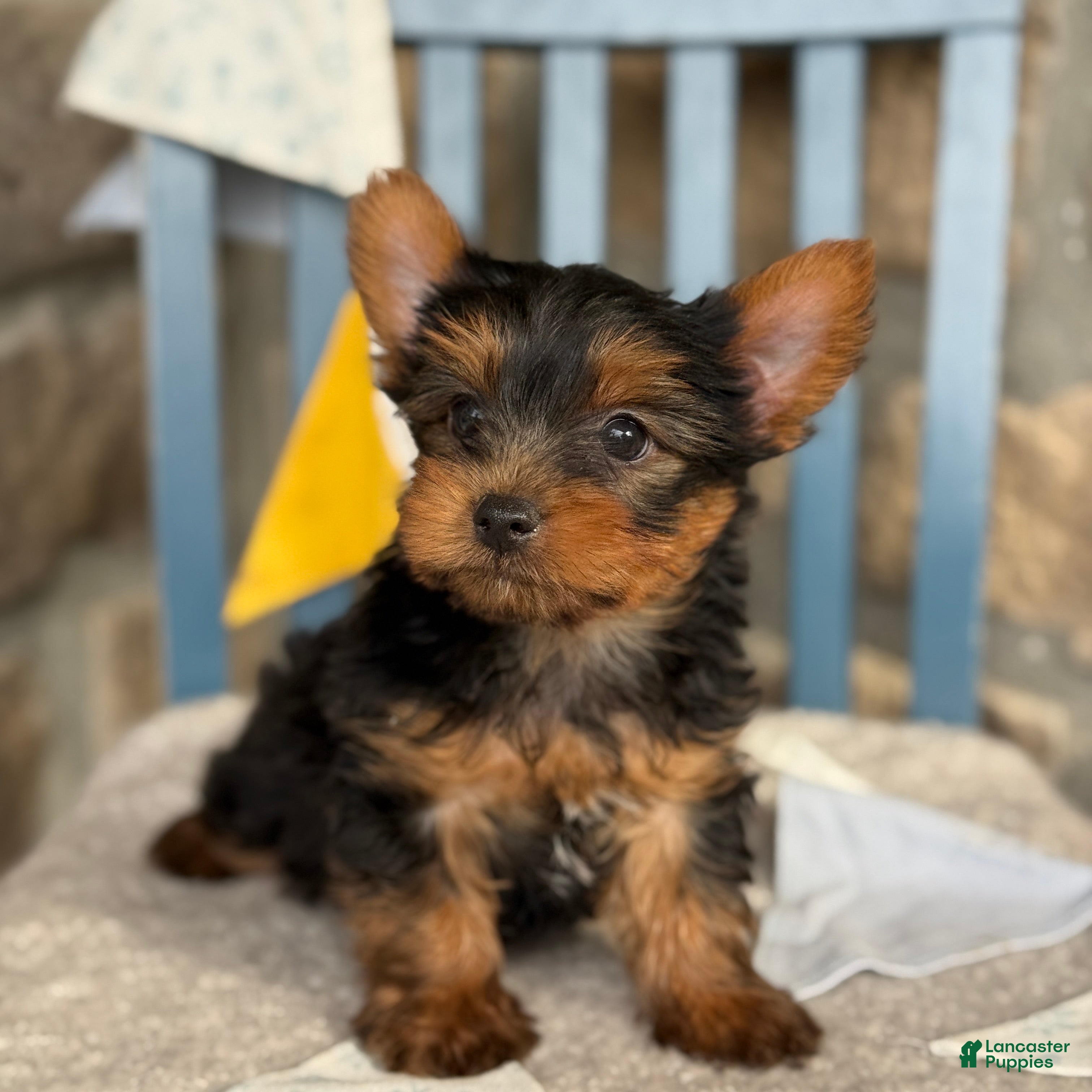 Yorkshire Terrier dogs Skylar - Ad 1