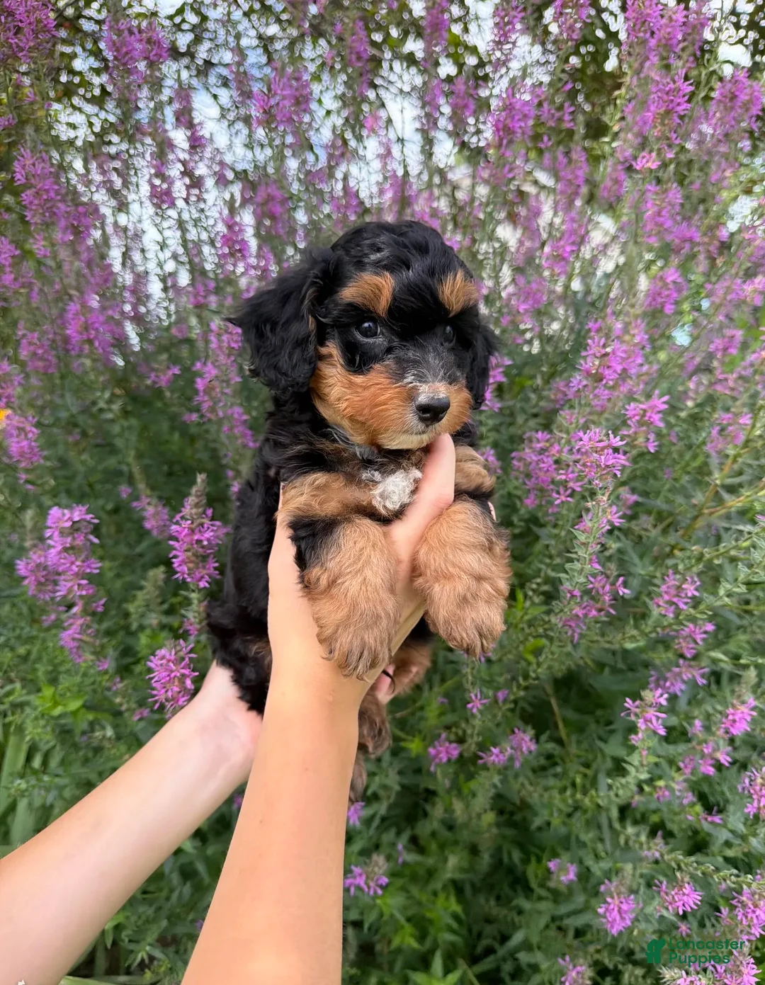 Mini Aussiedoodle dogs for sale: Jelly Bean - Ad 3