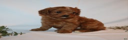 Cavapoo dogs for sale: Sue - Ad 4