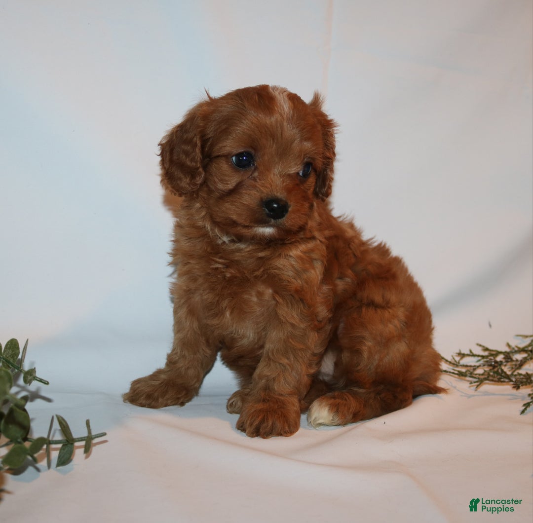 Cavapoo dogs for sale: Sue - Ad 4