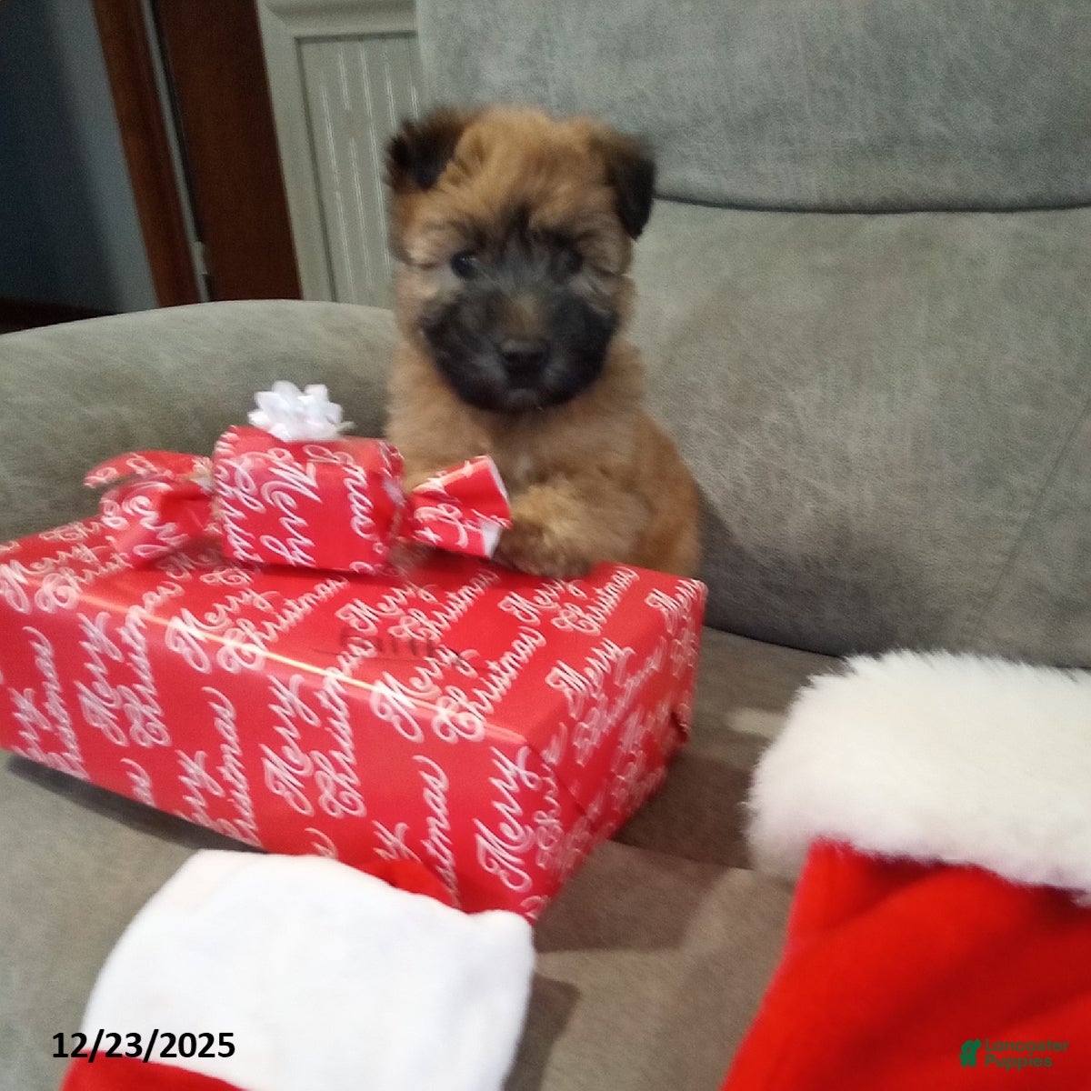 Soft Coated Wheaten Terrier dogs Dasher - Ad 1