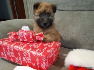 Soft Coated Wheaten Terrier dogs Dasher - Ad 1