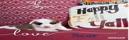 Welsh Corgi Pembroke dogs for sale: Scar - Ad 2