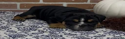 English Bulldog dogs for sale: Henry - Ad 7