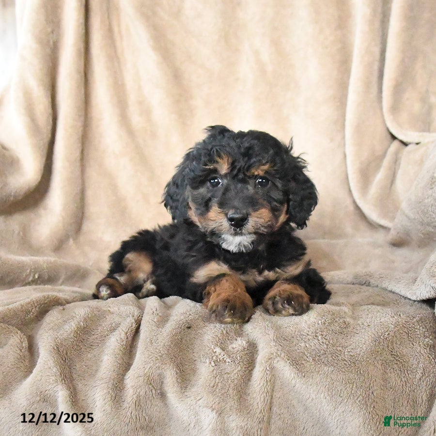 Mini Bernedoodle dogs Velvet - Ad 1