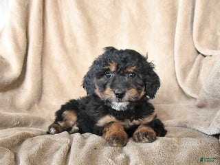 Mini Bernedoodle dogs Velvet - Ad 17