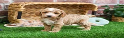 Miniature Poodle dogs for sale: Rhett - Ad 11