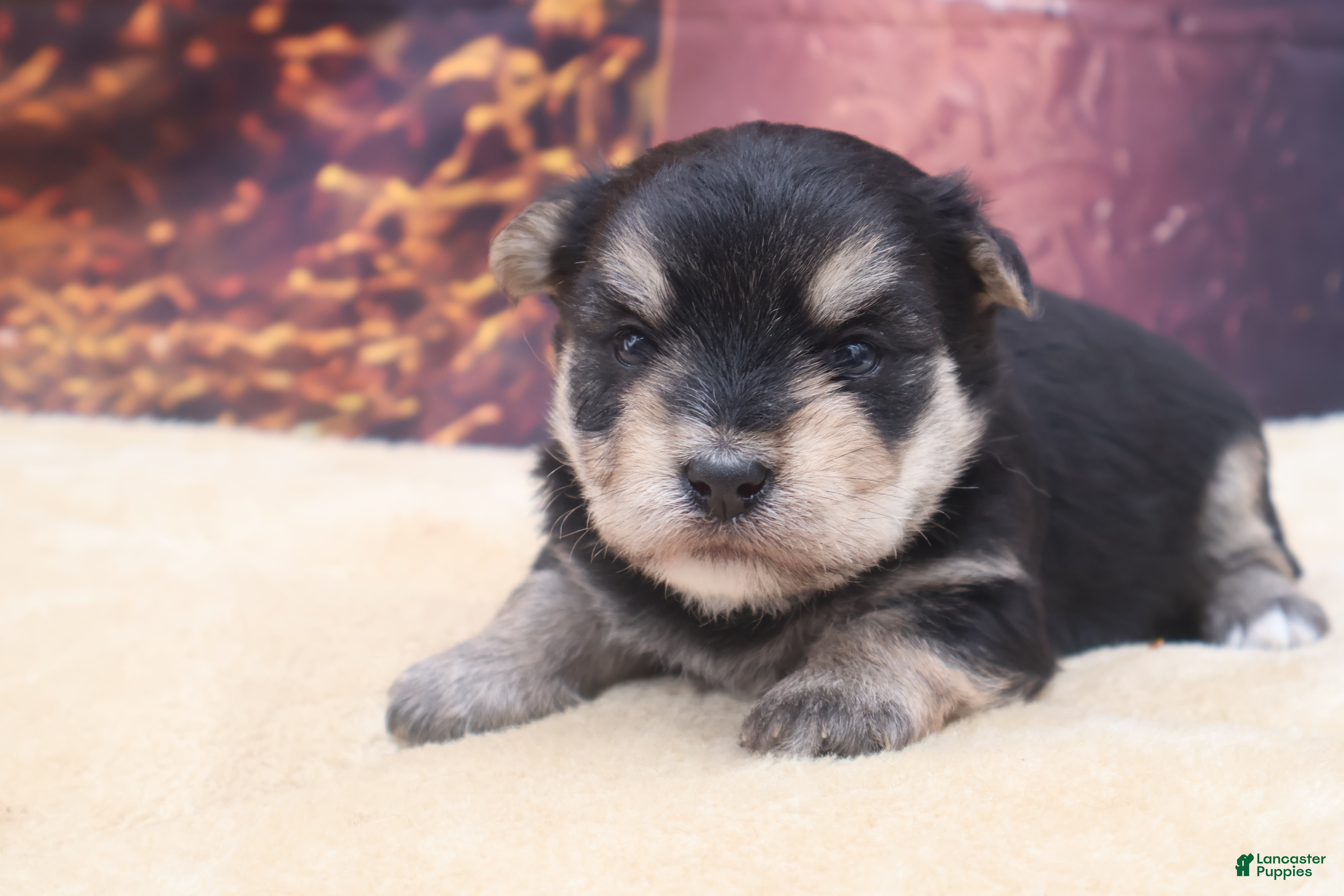 Morkie dogs Morkie 2 - Ad 8