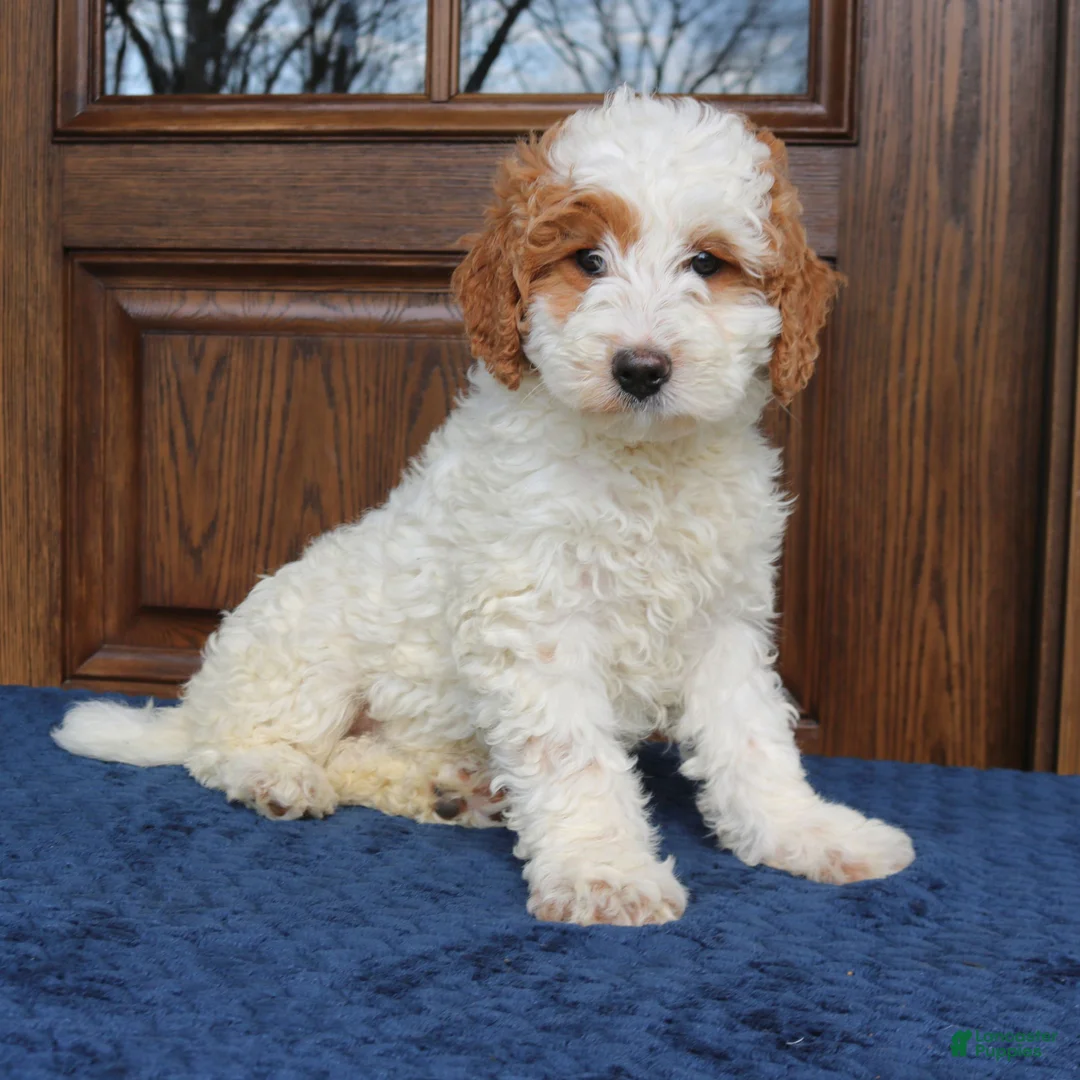 Mini Goldendoodle dogs for sale: Bella  - Ad 4