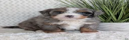 Mini Bernedoodle dogs for sale: Mini Nemo  - Ad 12