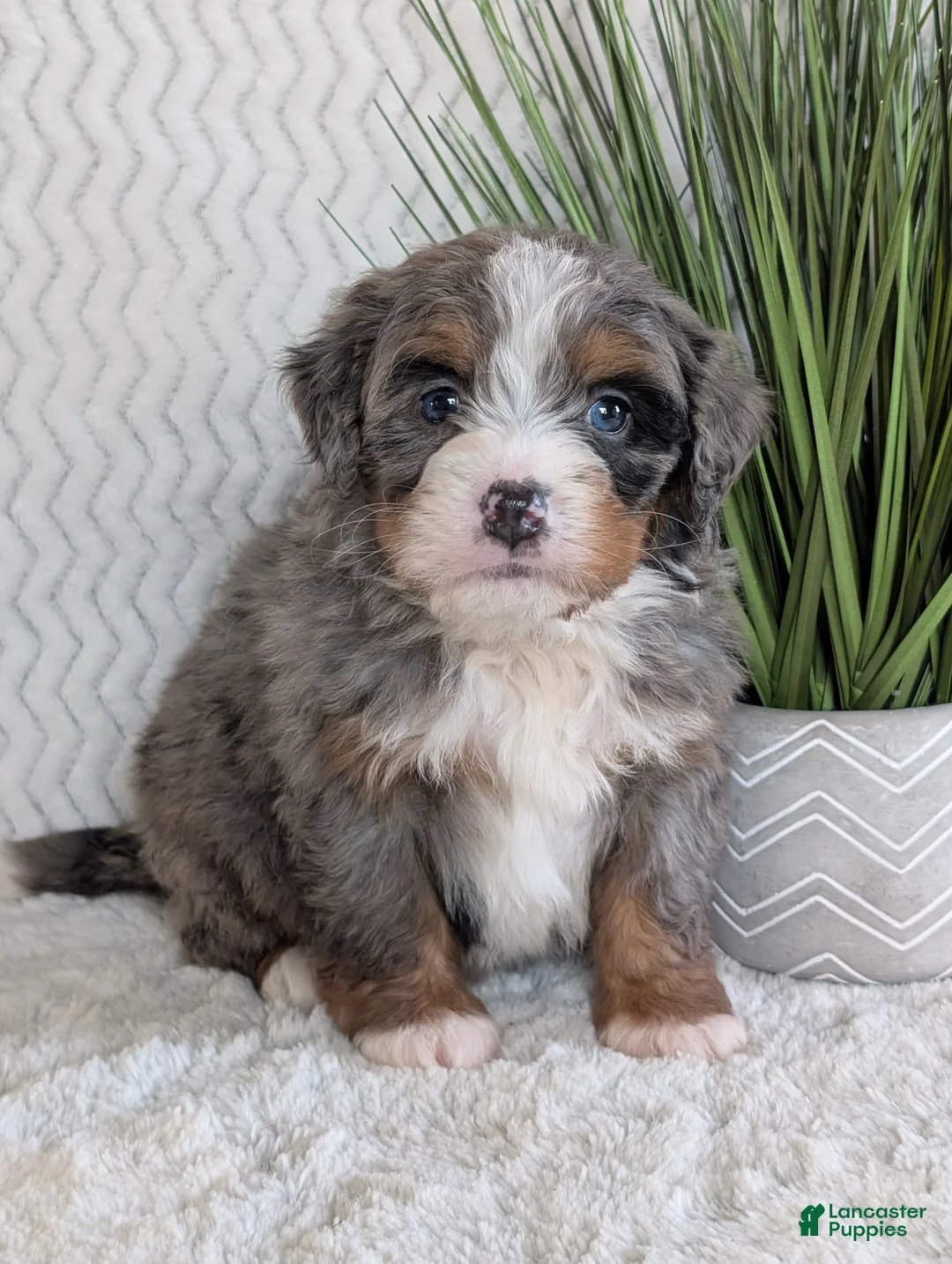 Mini Bernedoodle dogs for sale: Mini Nemo  - Ad 12