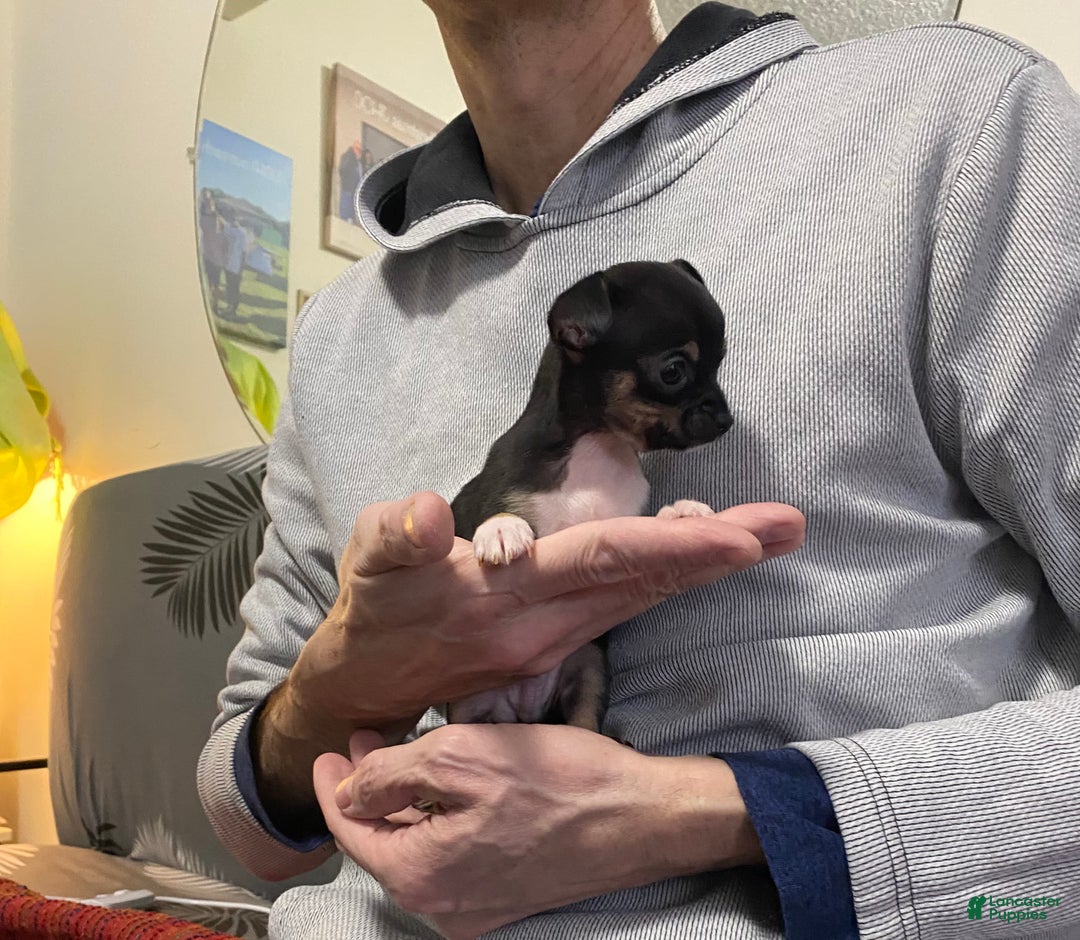 Chihuahua dogs for sale: Chihuahua Puppy Sty - Ad 4