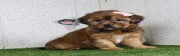 Shorkie dogs for sale: Kate - Ad 4