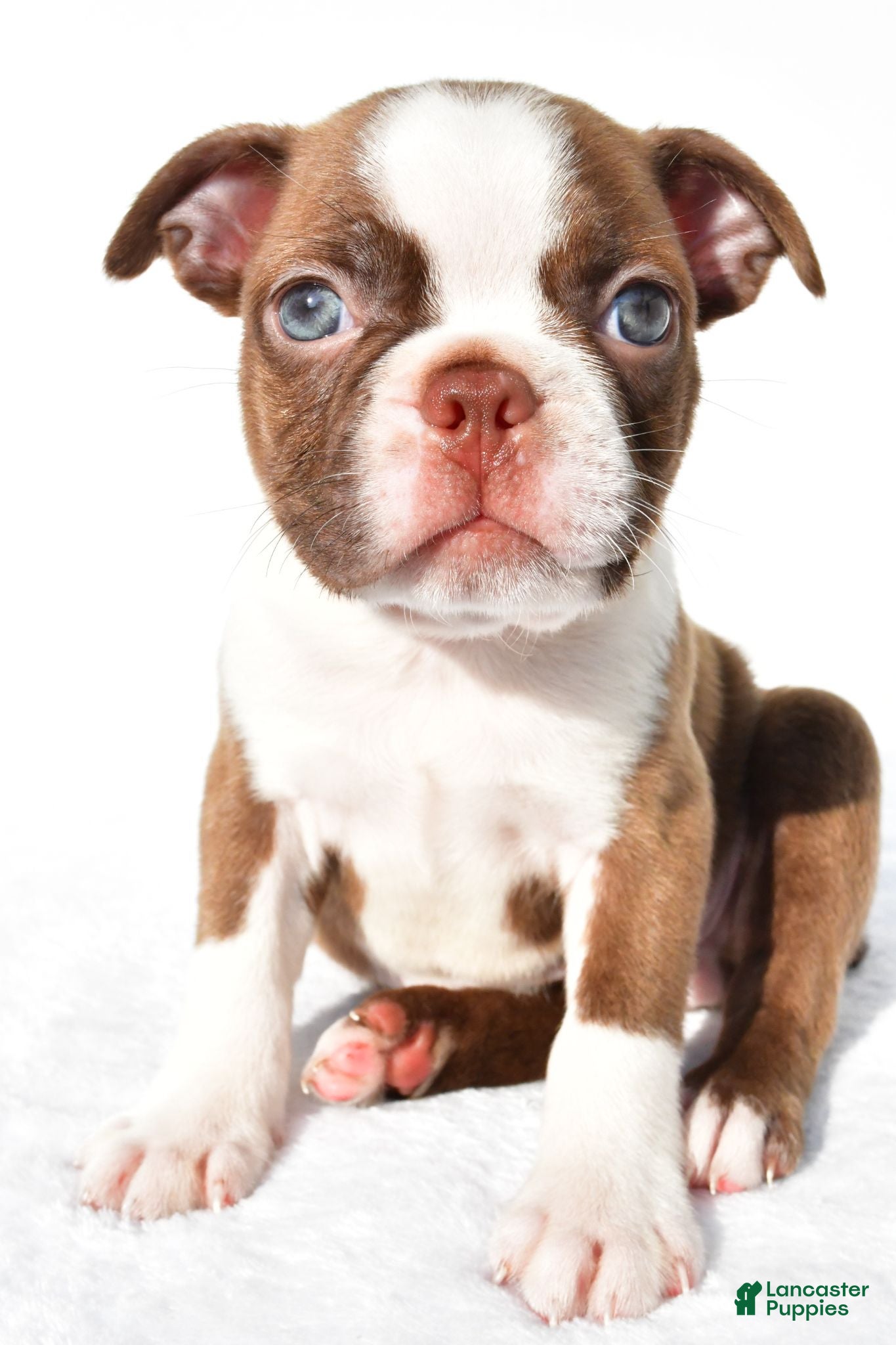 Boston Terrier dogs  Tucker - Ad 1