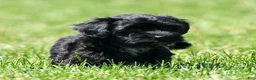 Havapoo dogs for sale: Talia - Ad 8